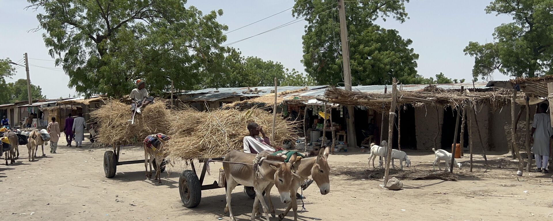 ORNO, NIGERIA - JUNE 21: Nigerian citizens continue to use donkeys as their way of transportation during their daily life, due to harsh geographical and climatic conditions of the region that make it difficult to use modern means of transportation at the Rann region of Borno, Nigeria on June 21, 2024.  - Sputnik Africa, 1920, 14.01.2025