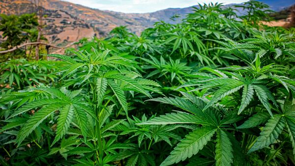 Cannabis plant, Ouad El Kennar, Morocco - Sputnik Africa