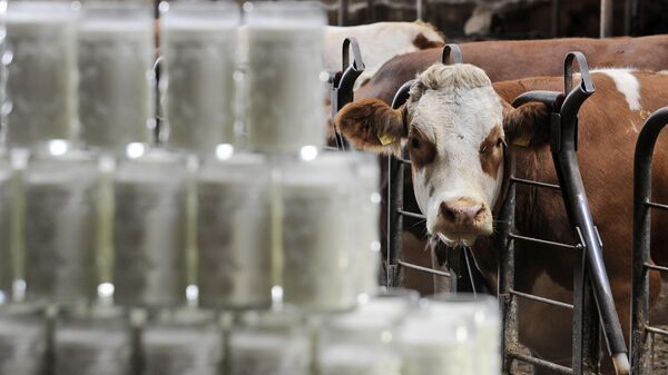 A cow stands behind beer mugs filled with milk  - Sputnik Africa