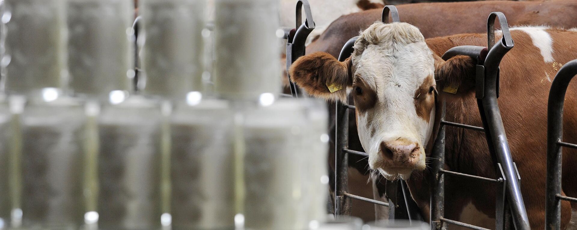 A cow stands behind beer mugs filled with milk  - Sputnik Africa, 1920, 24.01.2025