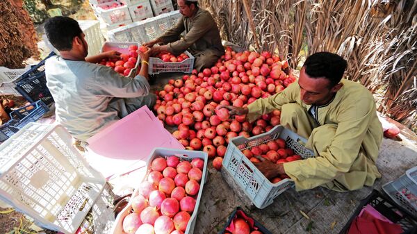 Farmers packing the pomegranate before sending it to the export stations on October 01, 2022 in ASSIUT, Egypt. - Sputnik Africa