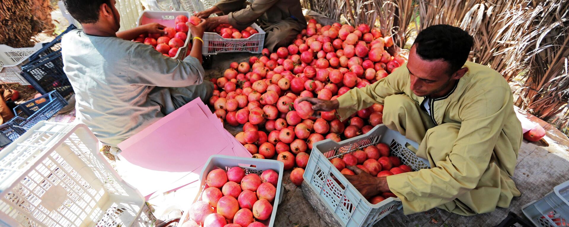 Farmers packing the pomegranate before sending it to the export stations on October 01, 2022 in ASSIUT, Egypt. - Sputnik Africa, 1920, 28.01.2025