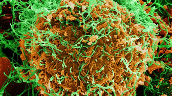 Colorized scanning electron micrograph of Ebola virus particles (green) both budding and attached to the surface of infected VERO E6 cells (orange). - Sputnik Africa