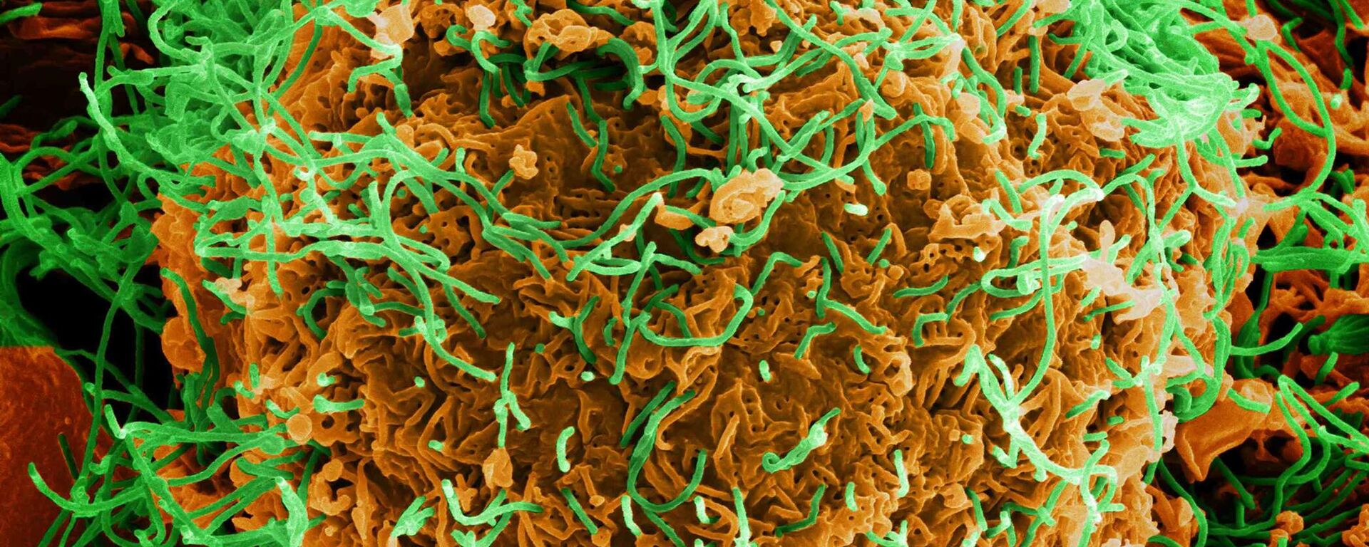 Colorized scanning electron micrograph of Ebola virus particles (green) both budding and attached to the surface of infected VERO E6 cells (orange). - Sputnik Africa, 1920, 29.01.2025