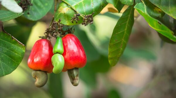 Photo de stock de fruit de noix de cajou - Sputnik Afrique