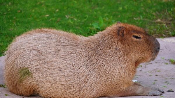 Contraception pour les capybaras: l'initiative des communautés fermées d'Argentine suscite le débat