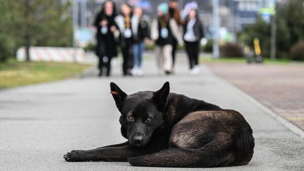 Le Maroc ne va pas abattre les chiens errants avant la Coupe du monde 2030, selon un responsable