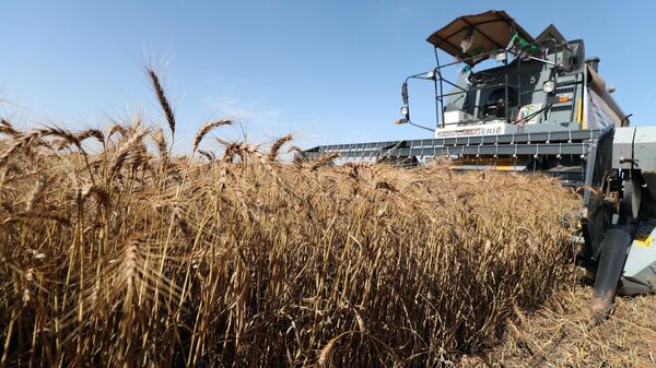 Grain - Sputnik Africa