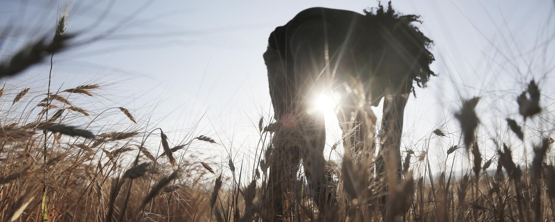 Harvesting - Sputnik Africa, 1920, 19.02.2025