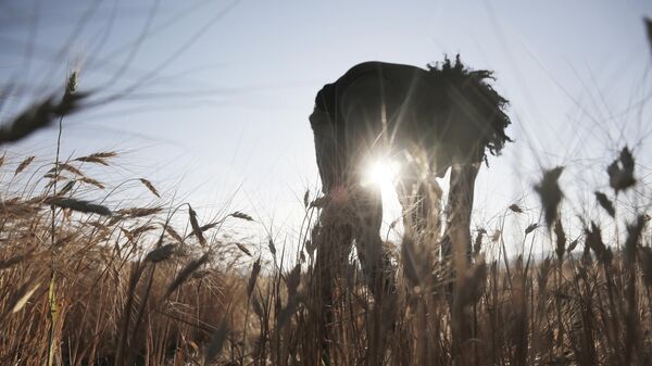 Harvesting - Sputnik Africa