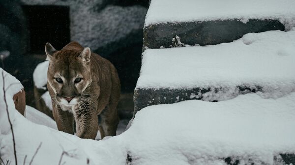 Les lions s'adaptent à l'hiver en Crimée