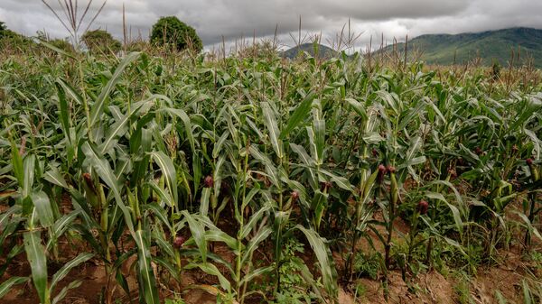 Maize harvest - Sputnik Africa