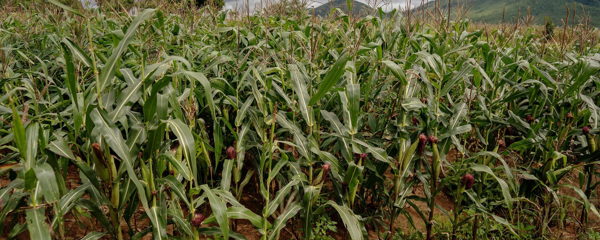 Maize harvest - Sputnik Africa, 1920, 24.02.2025