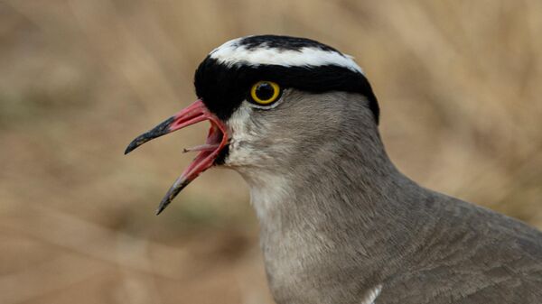 Crowned lapwing (Vanellus coronatus) is seen at Mikumi National Park, one of the fourth largest natural habitats in the country on June 22, 2024 in Mikumi Tanzania.  - Sputnik Africa