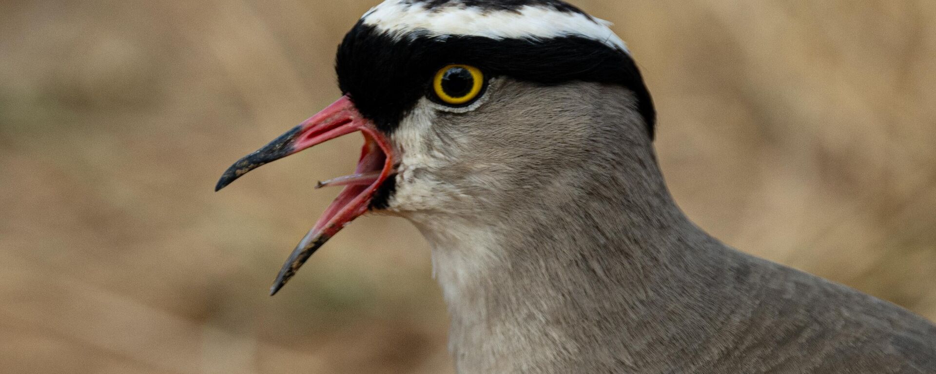 Crowned lapwing (Vanellus coronatus) is seen at Mikumi National Park, one of the fourth largest natural habitats in the country on June 22, 2024 in Mikumi Tanzania.  - Sputnik Africa, 1920, 02.03.2025