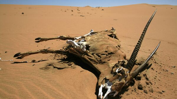 A dead oryx, dead gemsbok, Namib Desert, Namibia. - Sputnik Africa