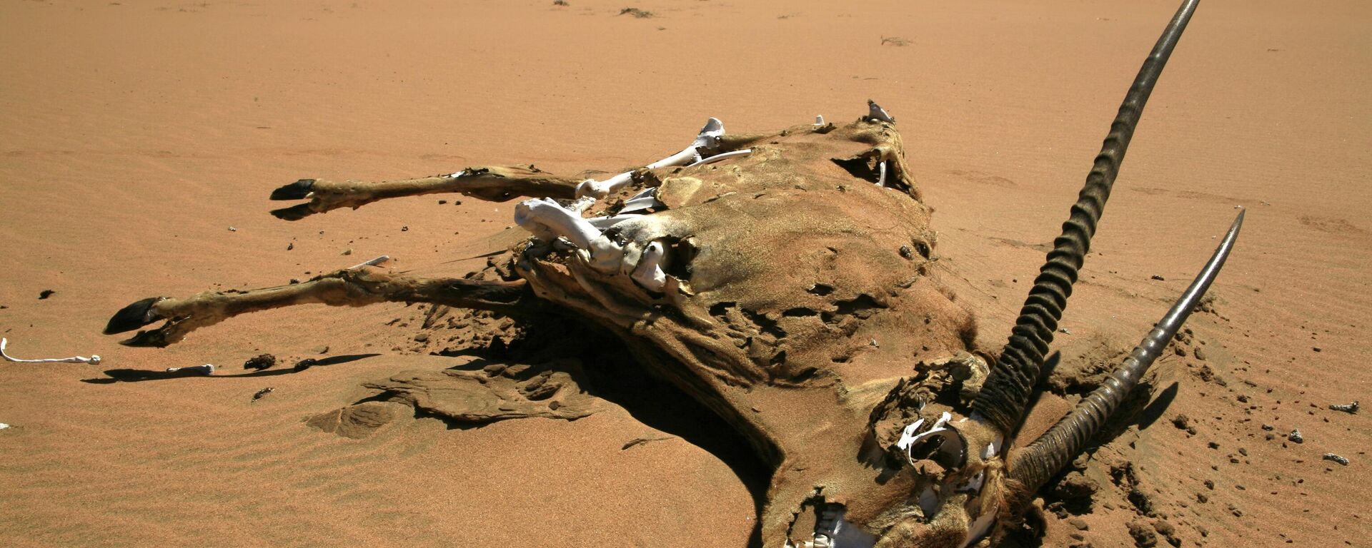 A dead oryx, dead gemsbok, Namib Desert, Namibia. - Sputnik Africa, 1920, 02.03.2025