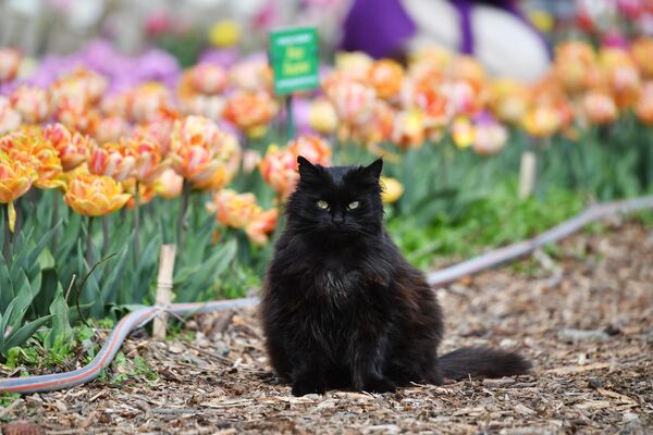 A cat in the Nikitsky Botanical Garden in Yalta, during the 17th Tulip Parade. - Sputnik Africa