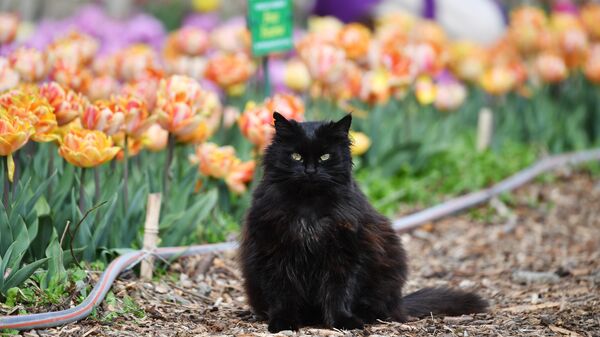 A cat in the Nikitsky Botanical Garden in Yalta, where the 17th Tulip Parade is taking place. - Sputnik Africa