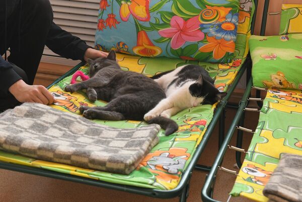 Cats rest at a temporary accommodation center at School No. 11 in Orsk. - Sputnik Africa