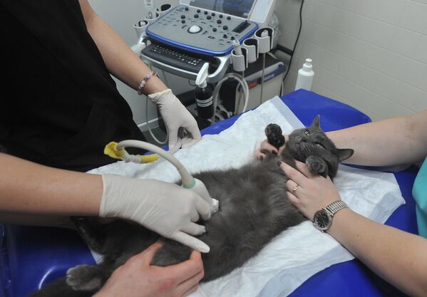 Ultrasound diagnostics of a cat at the veterinary diagnostic center Veta in Tambov. - Sputnik Africa