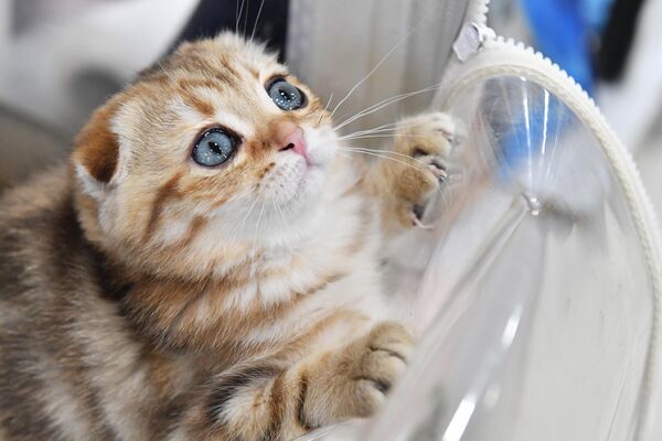 Scottish Fold cat at the KoShariki Show in Moscow.  - Sputnik Africa