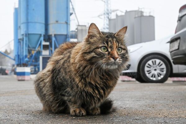 A cat on the territory of the asphalt concrete plant of the State Budgetary Institution &quot;Automobile Roads.&quot; - Sputnik Africa