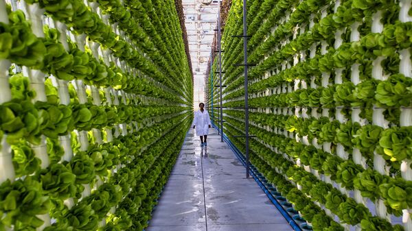 Black African female farmer in white coat walking down a lettuce row in a greenhouse at a hydroponic farm. - stock photo - Sputnik Africa