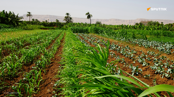 Top-10 des pays africains ayant la plus grande surface agricole