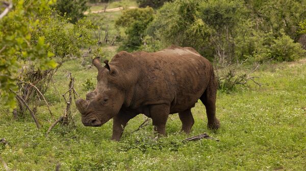 Rhino - Sputnik Africa