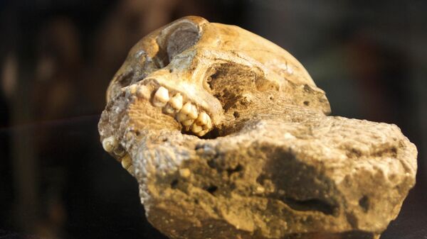 The Taung child fossil - Sputnik Africa