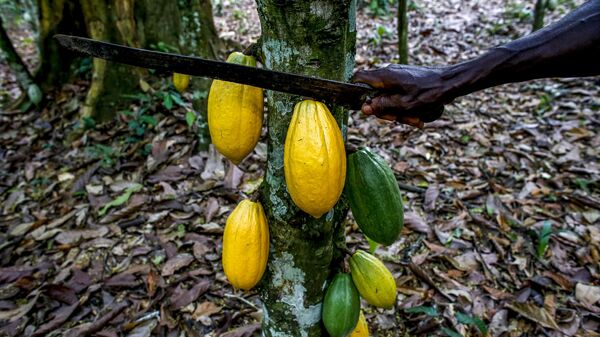 Cocoa harvest in a plantation near Agboville, Cote d'Ivoire.  - Sputnik Africa