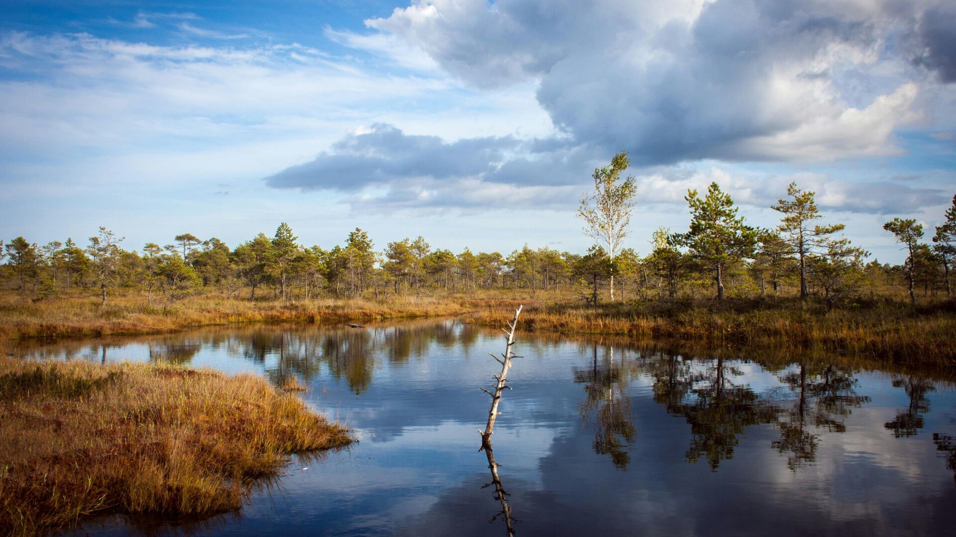 Un marais (image d'illustration) Un marais (image d'illustration) - Sputnik Afrique, 1920, 31.03.2025