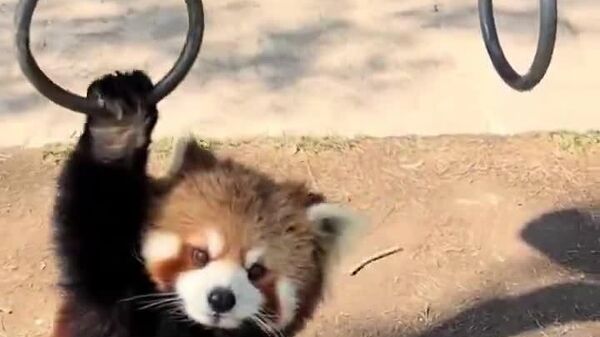 Les exercices d'un panda roux en Chine font le tour des réseaux sociaux - Sputnik Afrique