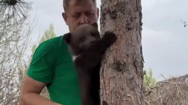 #viral | Russian Wildlife Park's Director is Teaching Bear Cub How to be Big Bear - Sputnik Africa