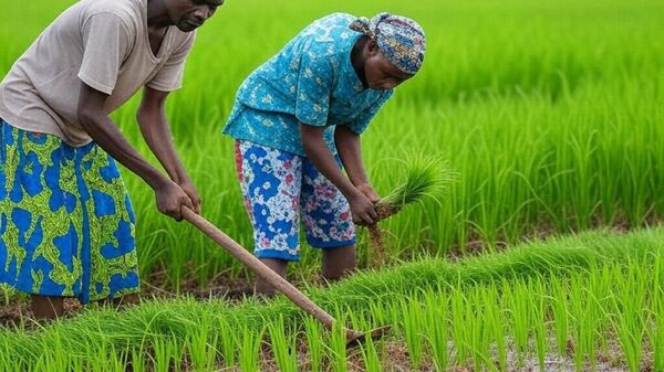 Un projet de plus de 21 millions de dollars pour stimuler la production de riz en Côte d’Ivoire - Sputnik Afrique