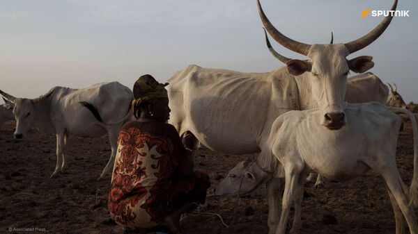 Le vol de bétail, un des plus grands fléaux en Afrique de l'Ouest - Sputnik Afrique