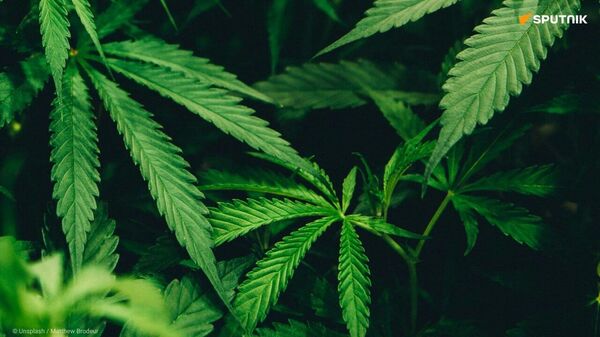 L'Algérie veut muscler sa législation contre la drogue ! - Sputnik Afrique