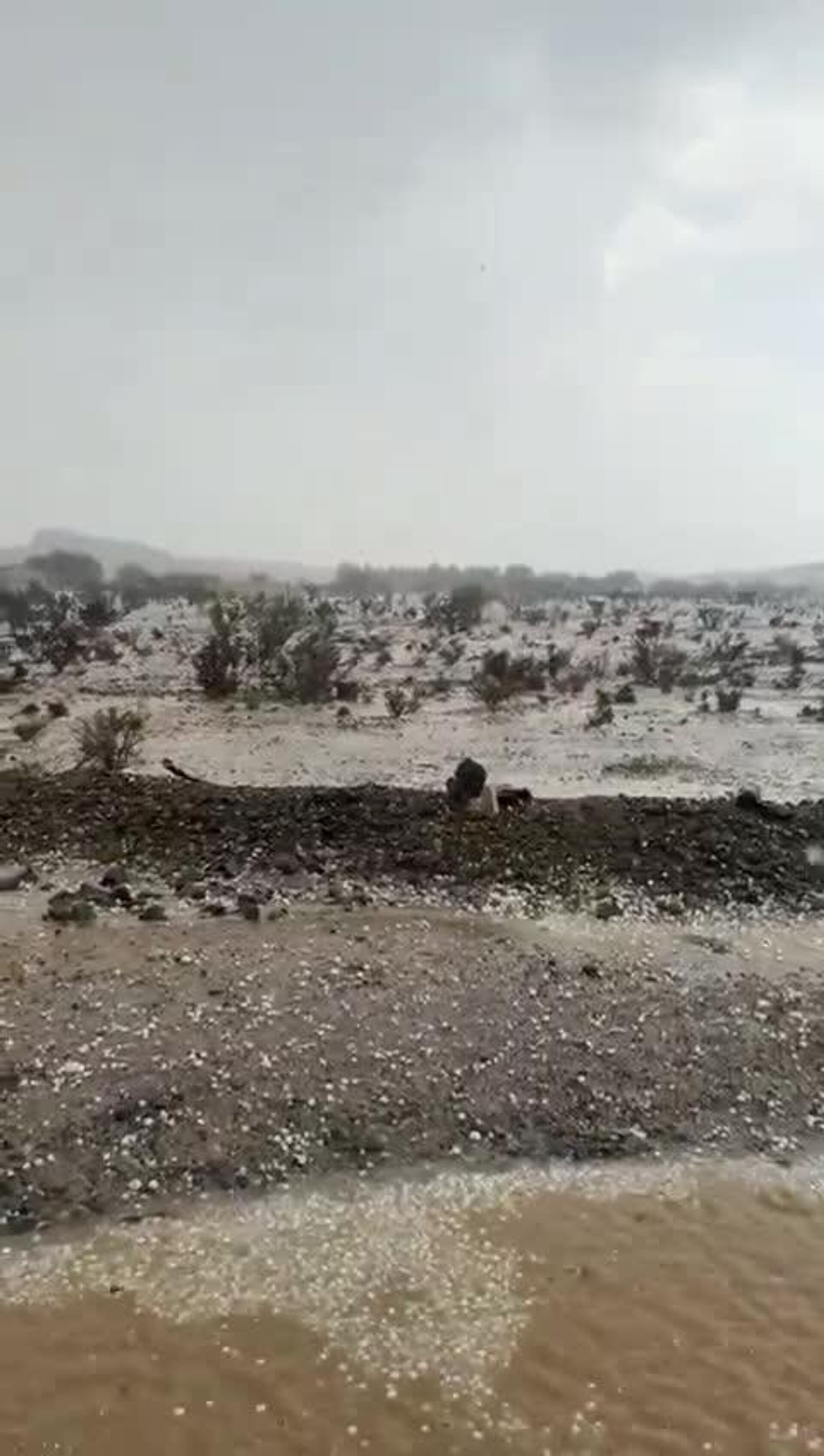#viral | It's Almost Winter Wonderland in Saudi Arabia - Sputnik Africa, 1920, 03.05.2025