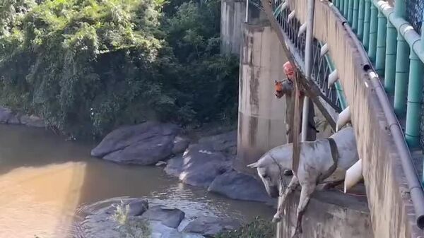 #viral | Rio de Janeiro Firefighters Rescue Two Horses Stuck on Tracks - Sputnik Africa