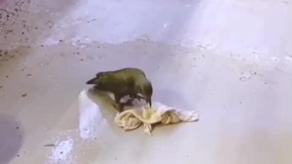 #viral | Meet the Feathered Assistant From the Moscow Zoo! - Sputnik Africa