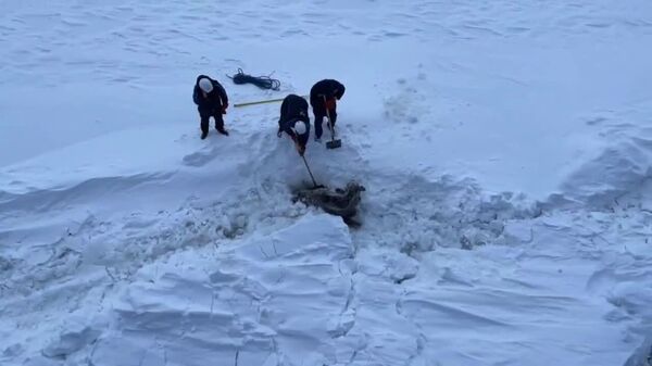 #viral | Crew of Russian Nuclear Icebreaker Rescues Trapped Moose - Sputnik Africa