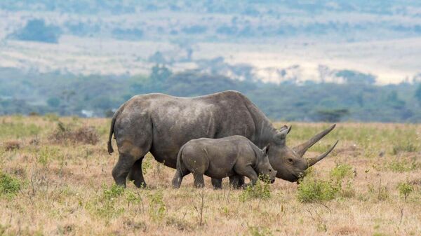 AI to the Rescue: Saving Kenya's Black Rhinos From Hyena Attacks - Sputnik Africa