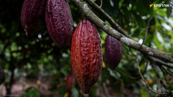Le Ghana relance le cacao avec 200 - Sputnik Afrique