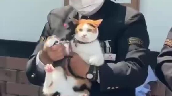 Des chats nommés conducteurs au Japon - Sputnik Afrique