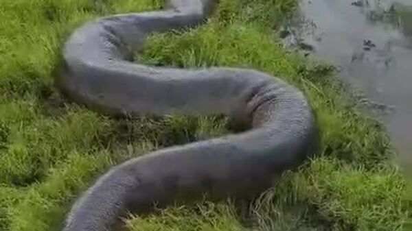 #viral | Monster Anaconda Discovered in Colombia! - Sputnik Africa