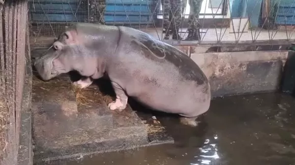 ▶ Un zoo russe montre comment on brosse les dents d'un hippopotame, l'animal le plus dangereux d'Afrique - Sputnik Afrique