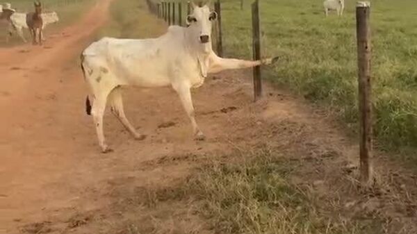 #viral | When a Cow Dreams of Ballet: The Legendary Moo-vement - Sputnik Africa