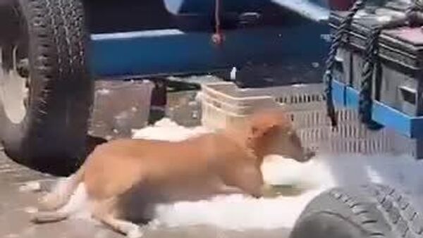 #viral | Even Dogs Know How to Fight Blazing Heat! - Sputnik Africa