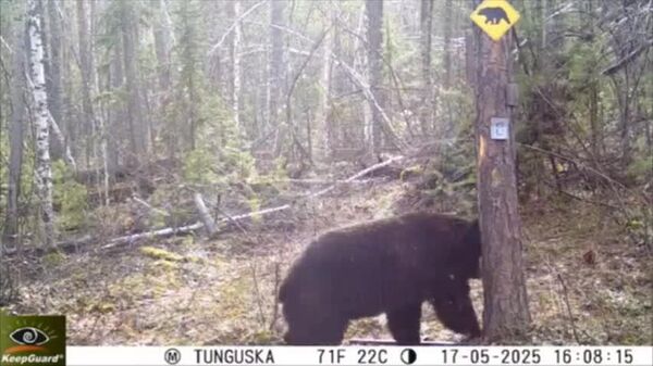 #viral | Russian Bear’s ‘Dance’ Near Tree Isn’t Just Fun – It’s Territorial Power Move - Sputnik Africa